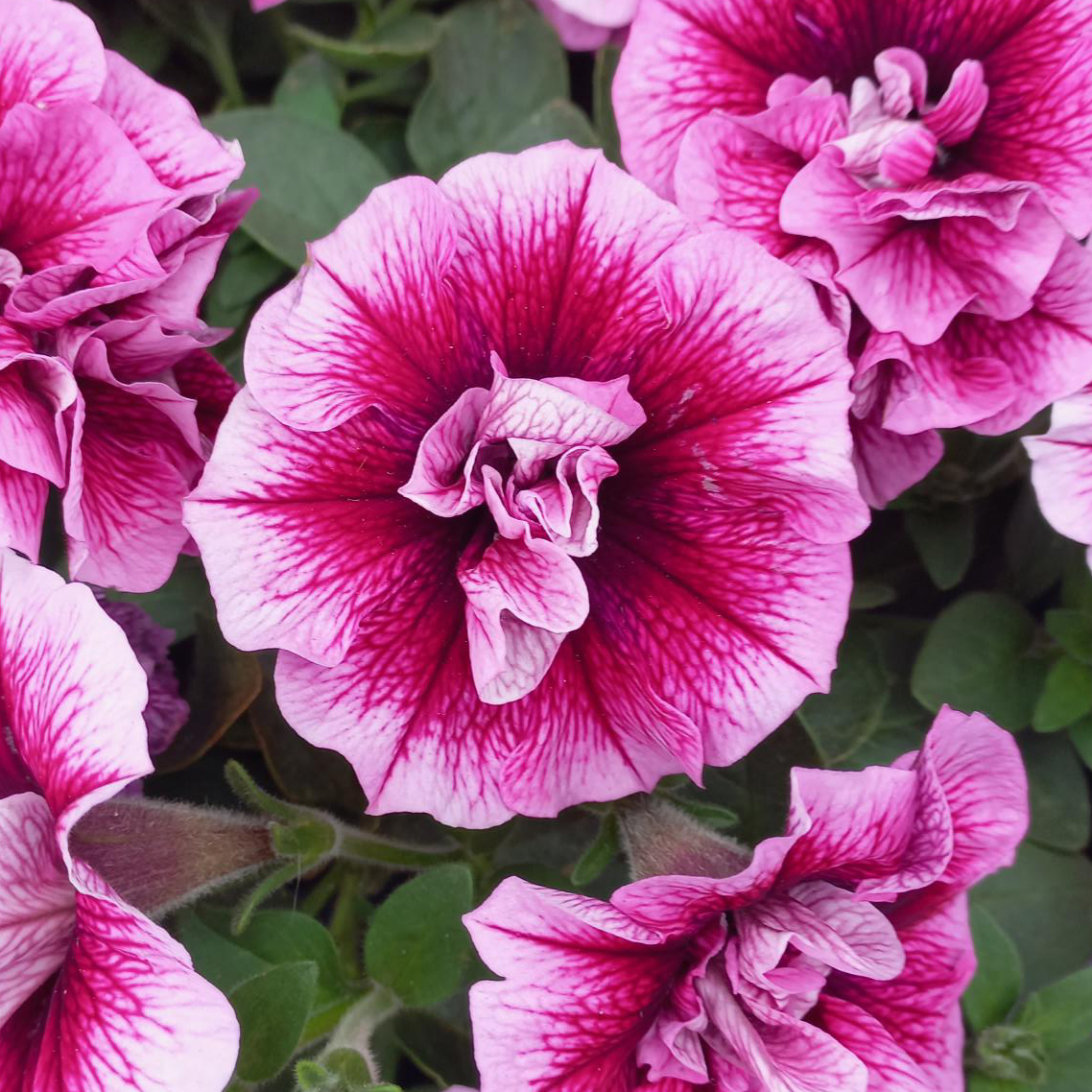 Petunia Tumbelina Francesca